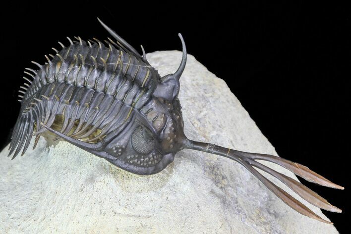 Trident Walliserops Trilobite - Flying Preparation #71709